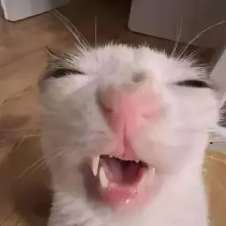 Котяра